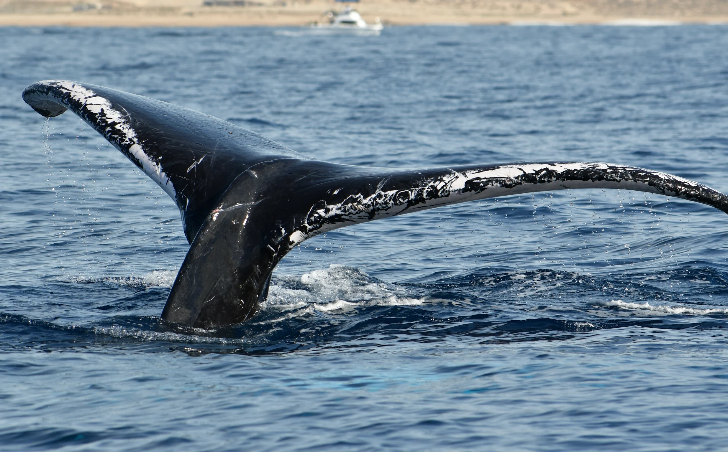 Whale watching experience Cabo San Lucas