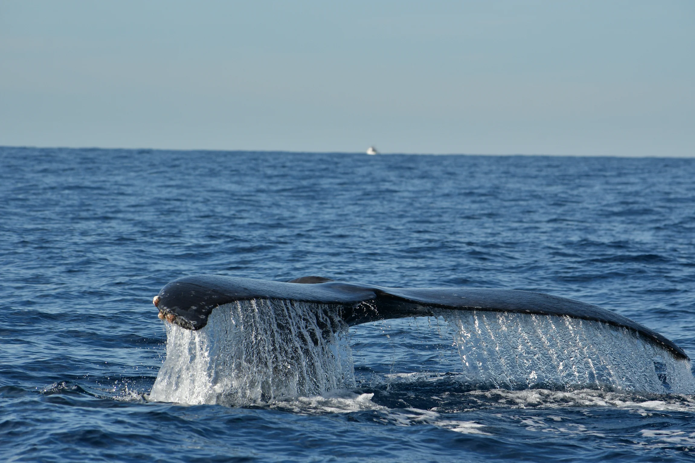 Whale watching yacht charter Cabo San Lucas