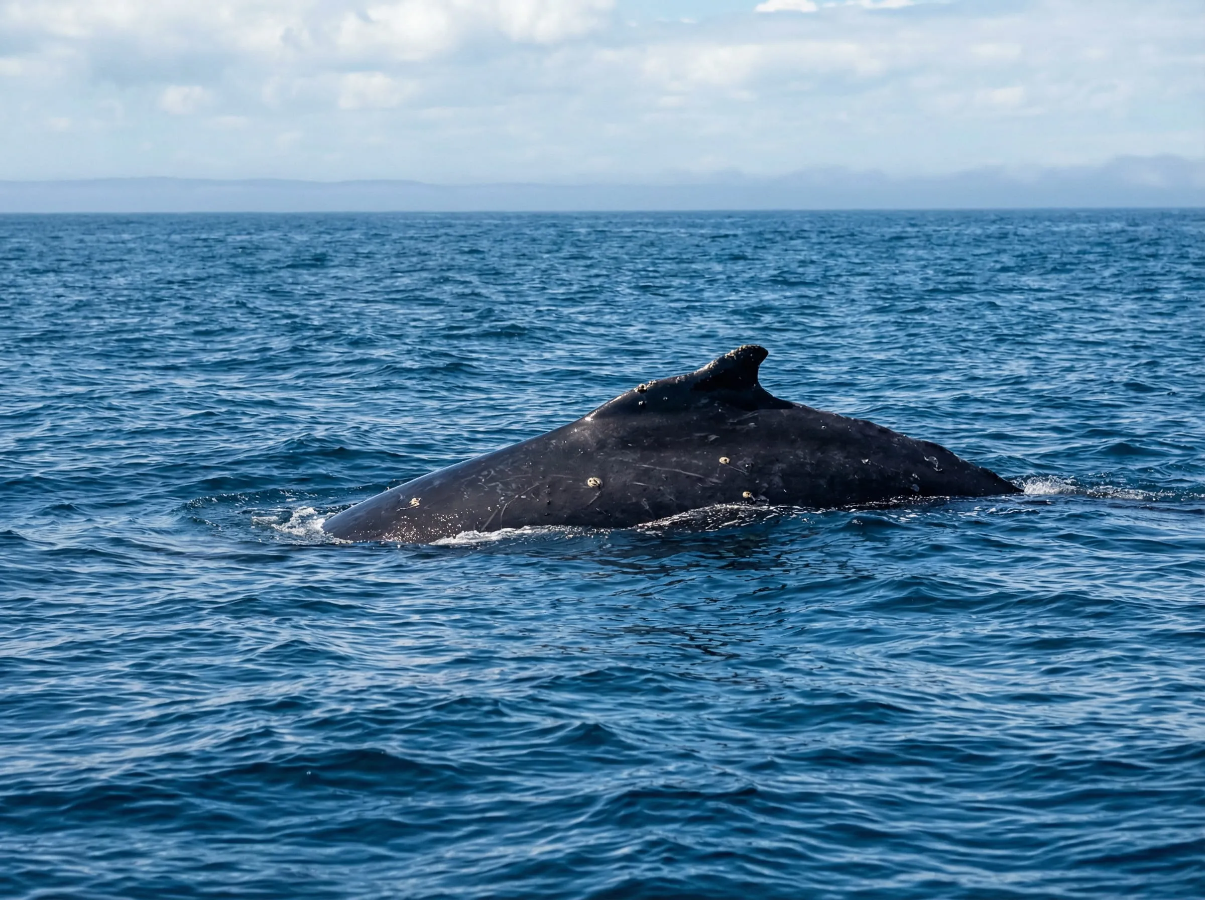 Humpback whale surfacing Cabo